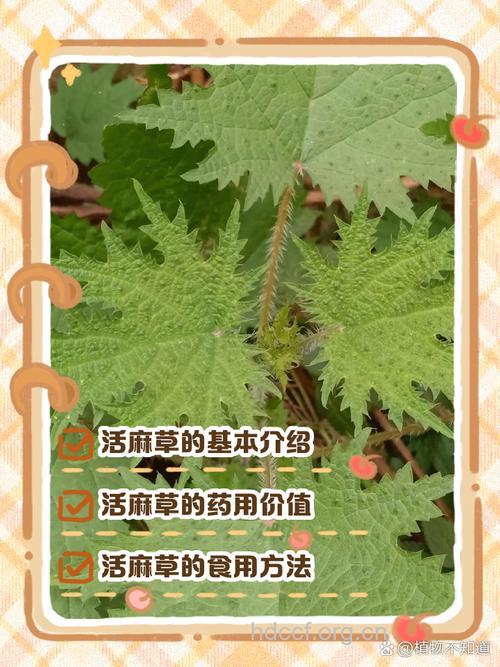 红活麻的功效与作用