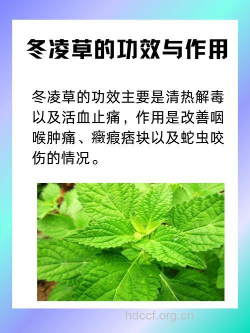 冬凌草的功效与作用