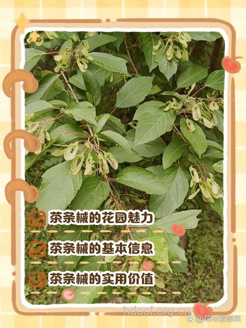 茶条槭的功效与作用