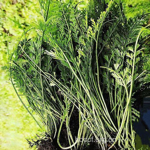 定草根的功效与作用