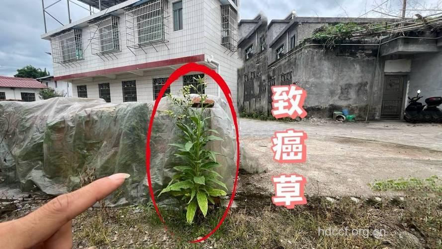 哪些植物容易致癌