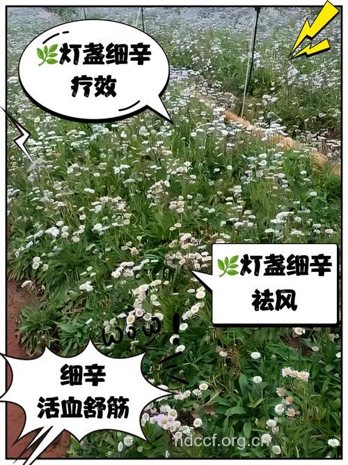 灯盏细辛的功效与作用