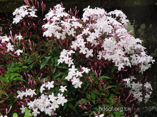 川素馨的功效与作用