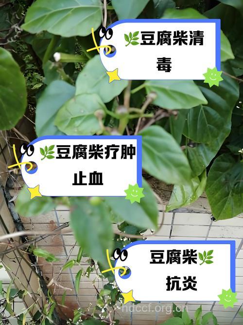 虫豆柴的功效与作用