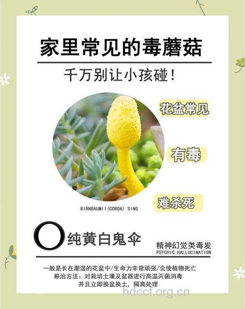 粪鬼伞的功效与作用