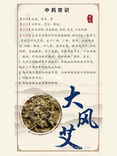 大风艾的功效与作用