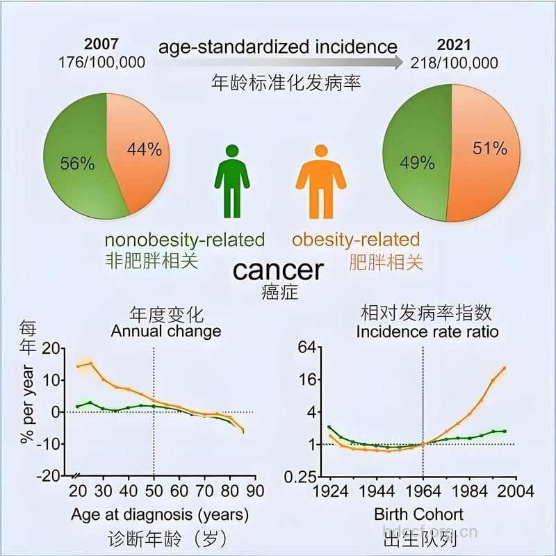 肥胖的人患癌几率大