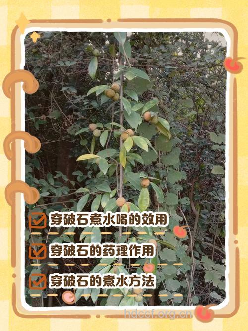 穿破石的功效与作用