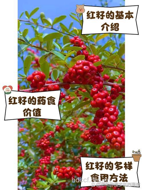 红土子的功效与作用