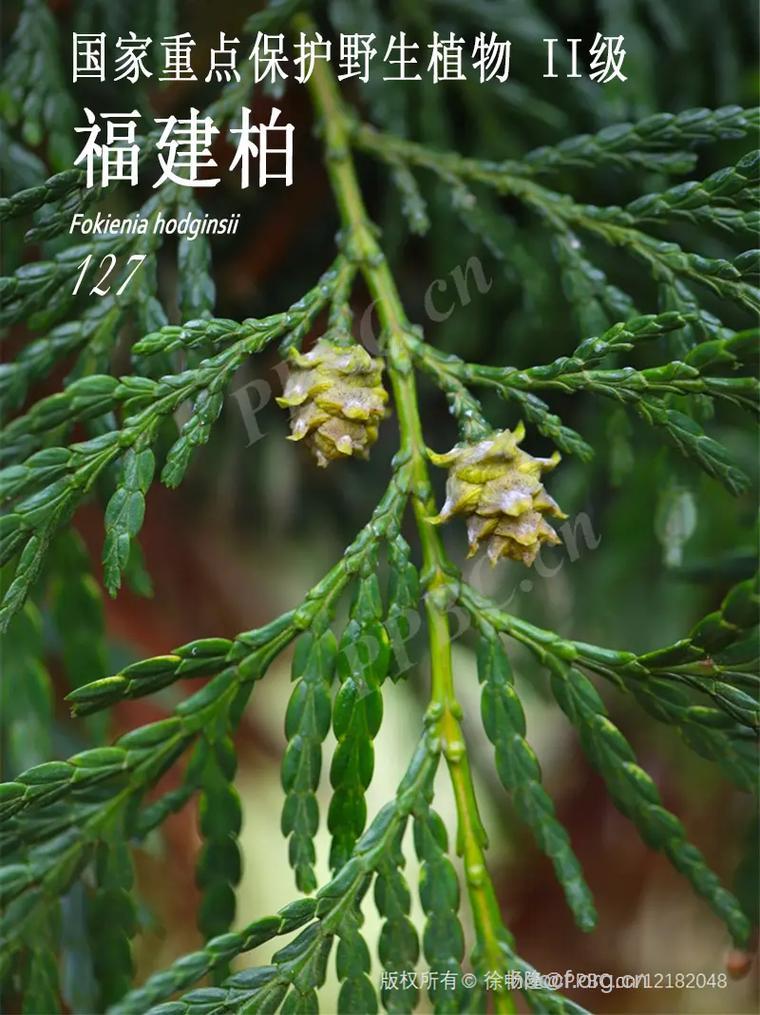 福建柏的功效与作用
