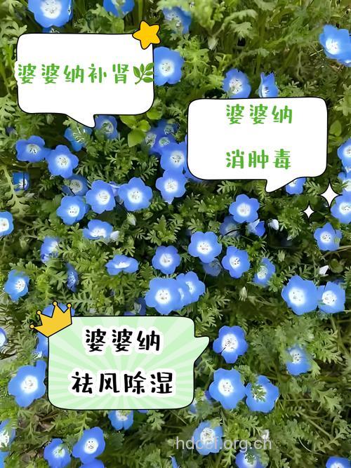 多枝婆婆纳的功效与作用