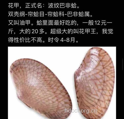 狗牙贝的功效与作用