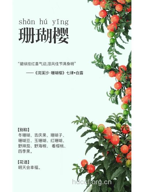 冬珊瑚的功效与作用