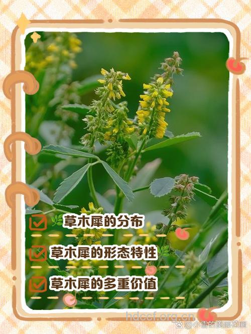 草木樨的功效与作用