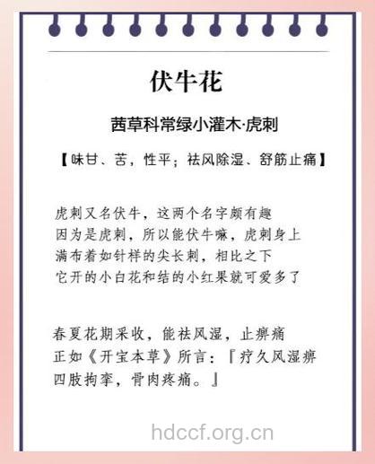 伏牛花的功效与作用