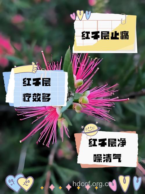 红千层的功效与作用