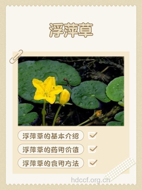 浮尸草的功效与作用