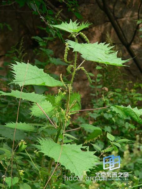 大钱麻的功效与作用