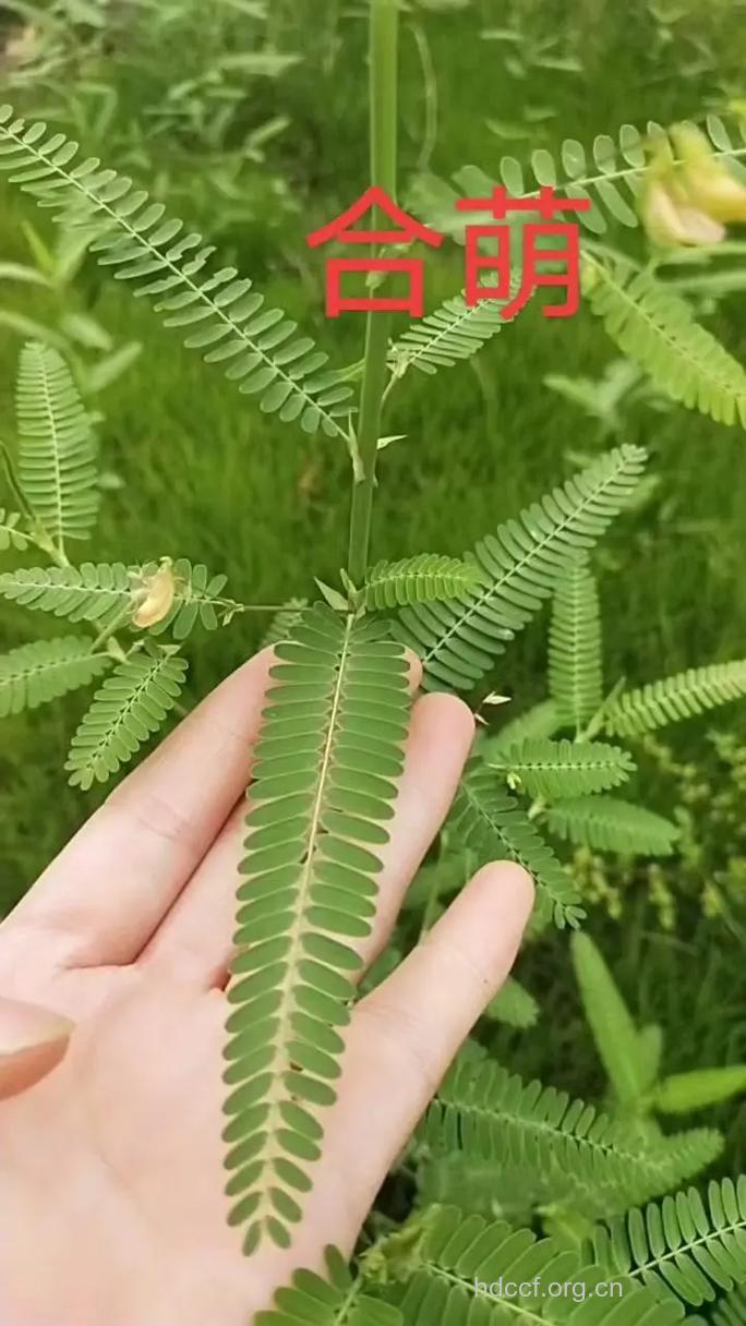 合萌根的功效与作用