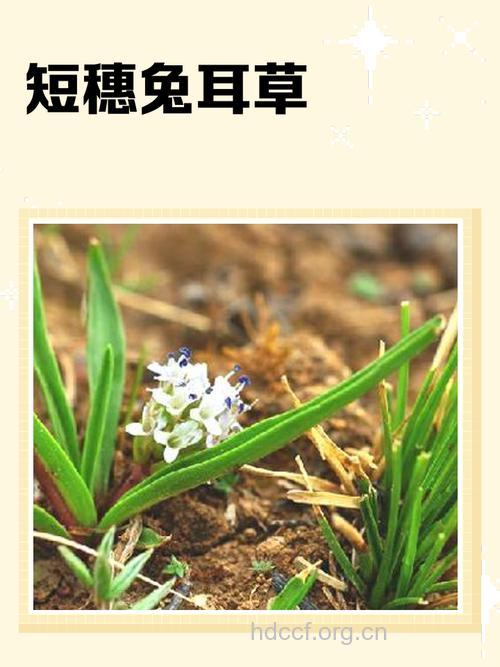 短穗兔耳草的功效与作用