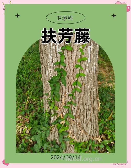 扶芳藤的功效与作用