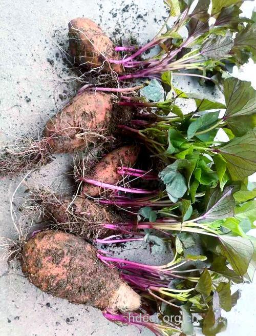 红苕母子的功效与作用