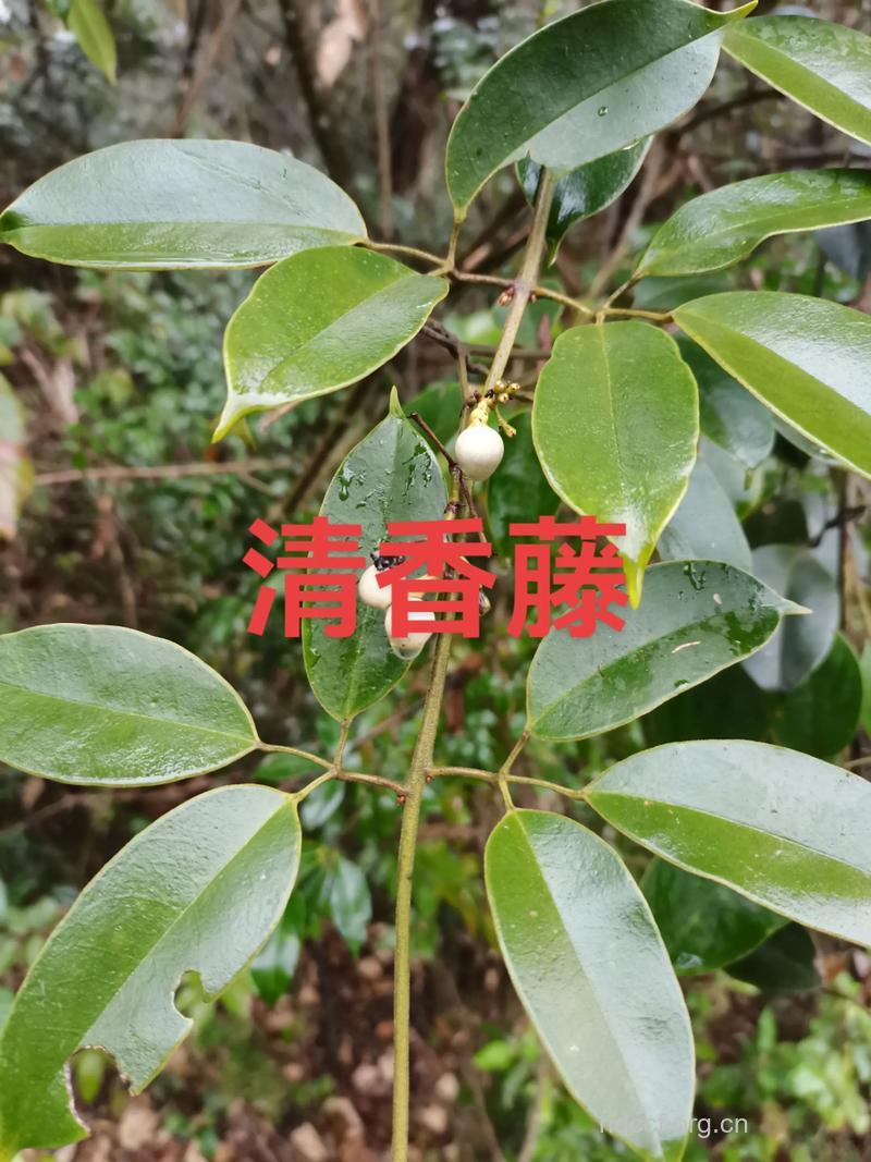 华清香藤的功效与作用