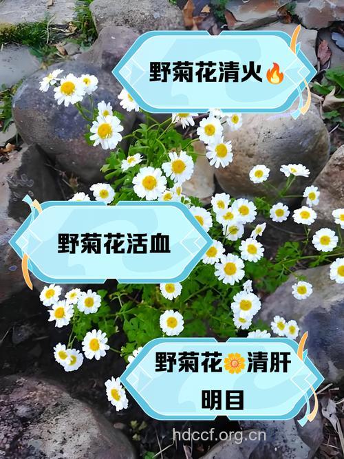 东菊的功效与作用