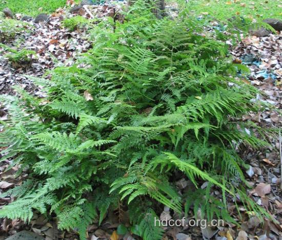 粗毛鳞盖蕨的功效与作用