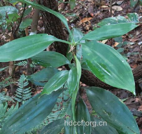 大剑叶木的功效与作用