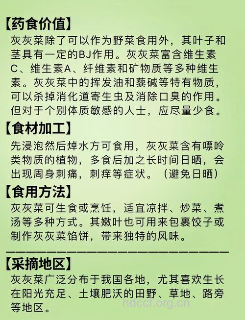 灰菜的功效与作用