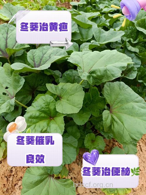 冬葵叶的功效与作用