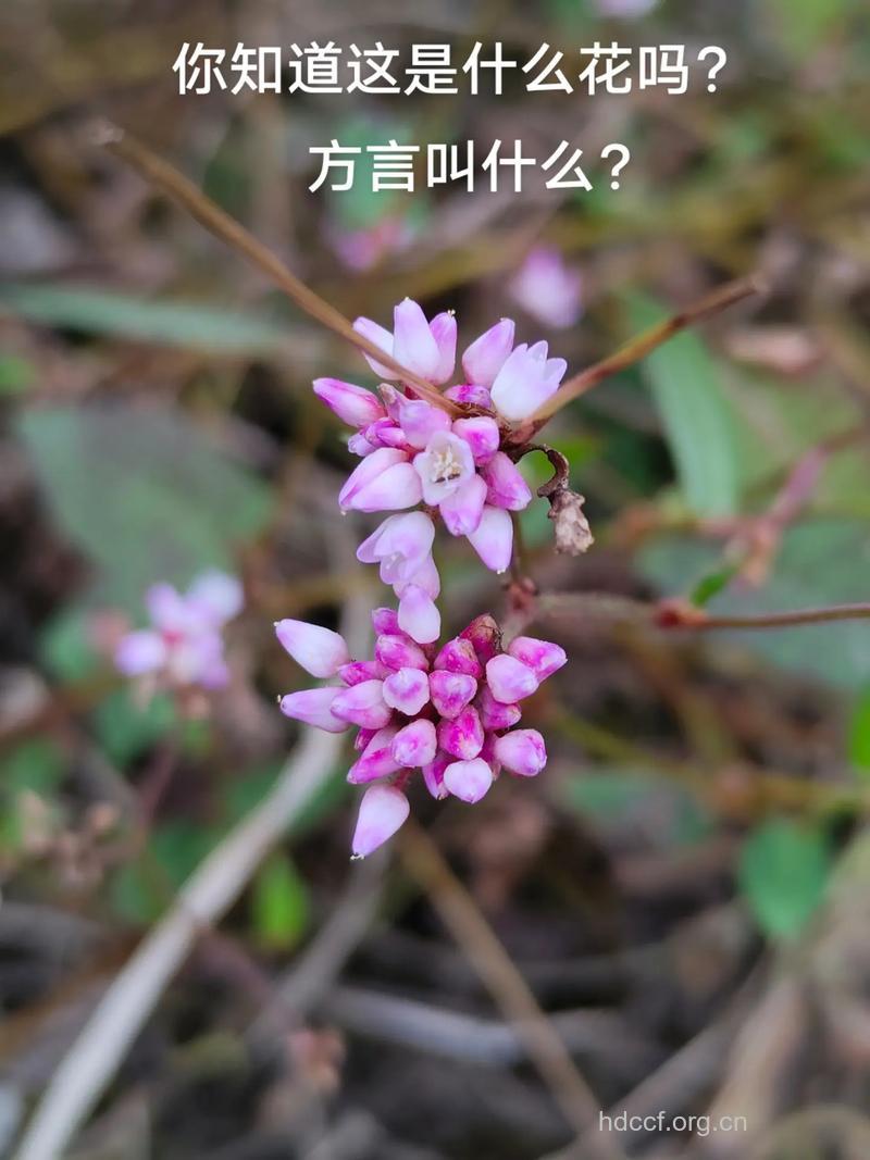 刺蓼的功效与作用