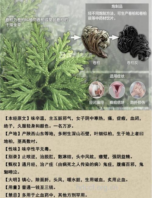 还魂草的功效与作用