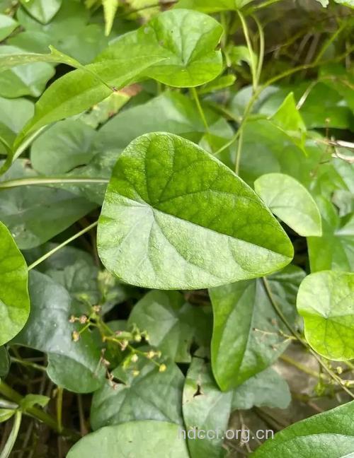 华千金藤的功效与作用