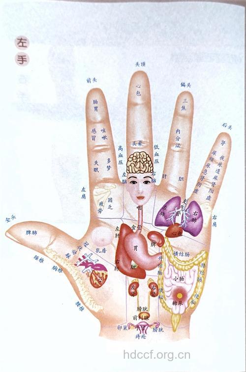 中医教你看手相观五脏健康