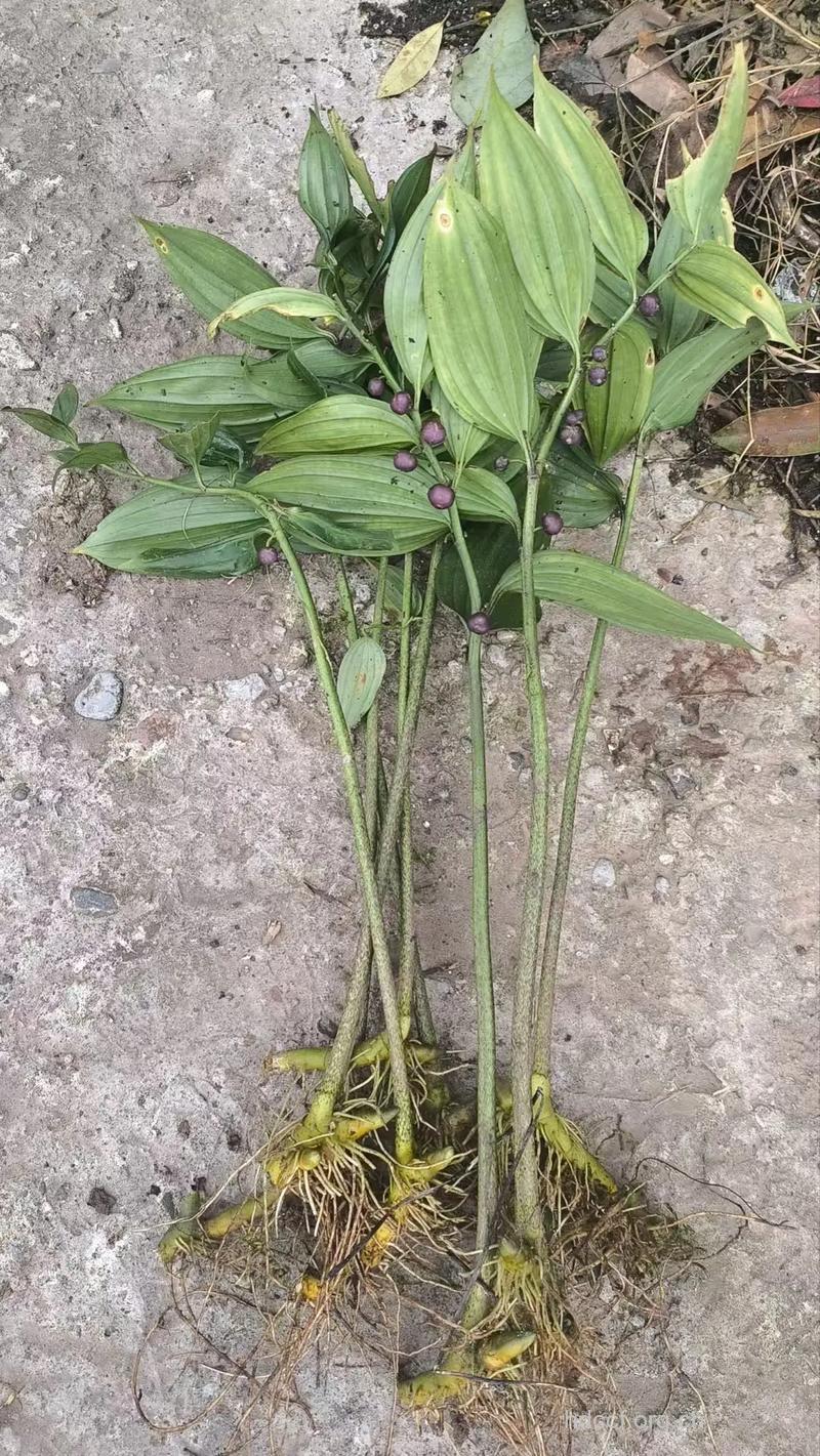 滇竹根七的功效与作用