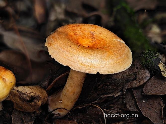 环纹苦乳菇的功效与作用