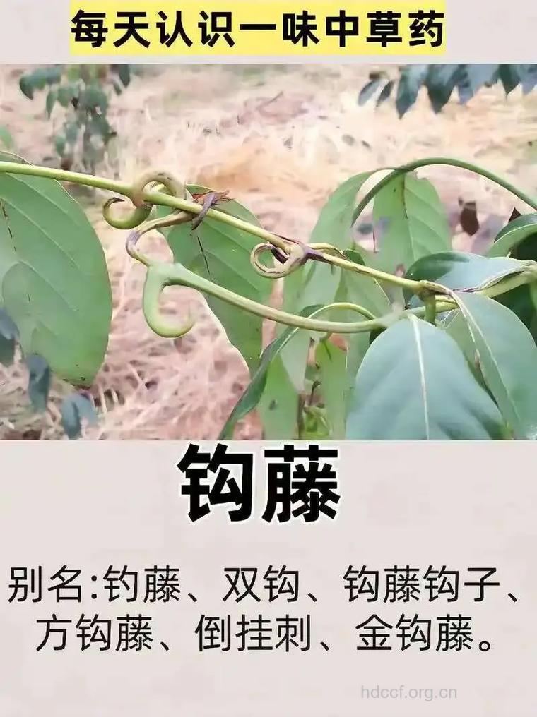 大叶钩藤根的功效与作用