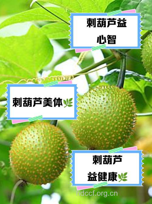 刺菠的功效与作用