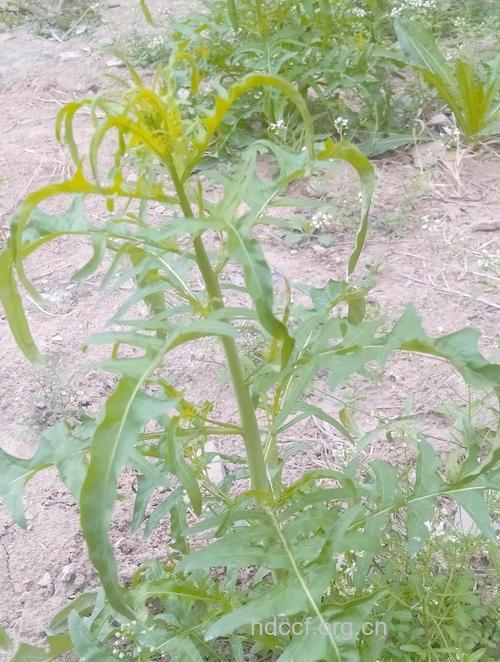 垂果大蒜芥的功效与作用