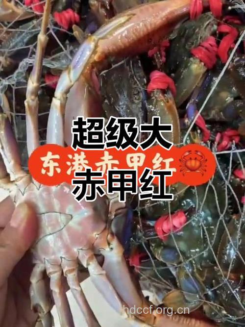 赤甲红的功效与作用