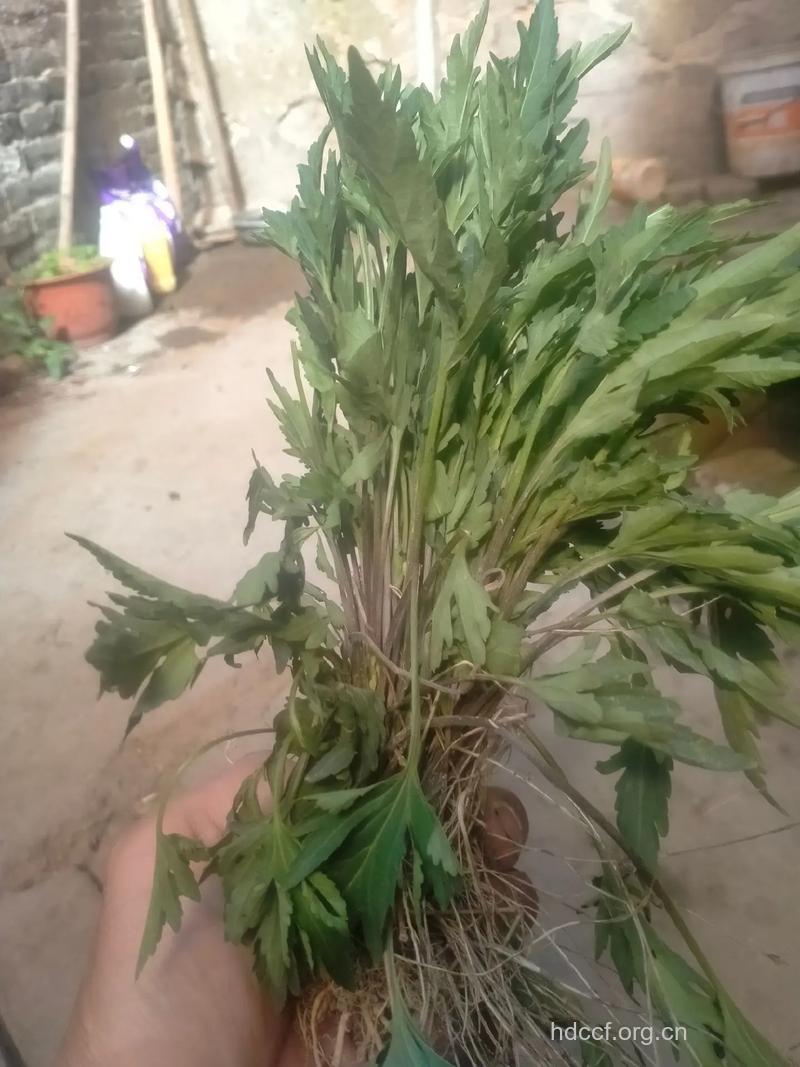 疔毒草的功效与作用