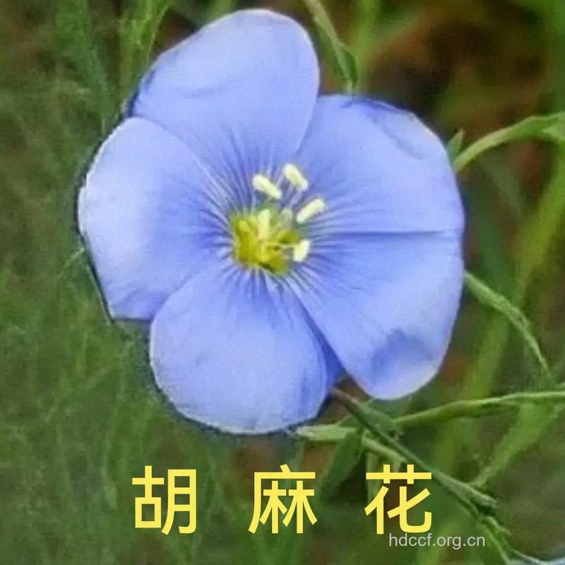 胡麻花的功效与作用