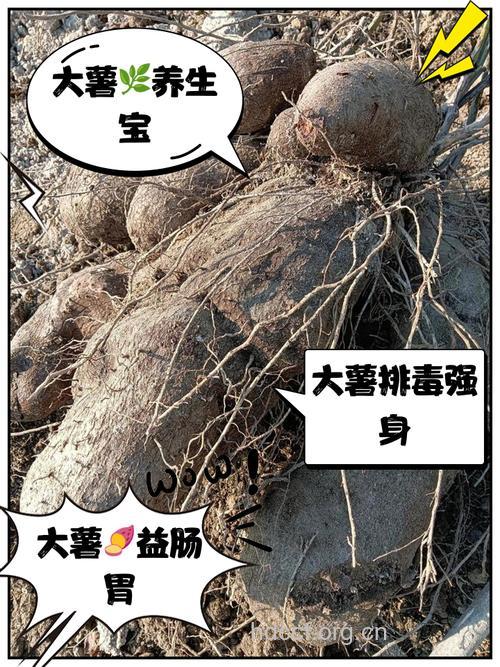 大百解薯的功效与作用