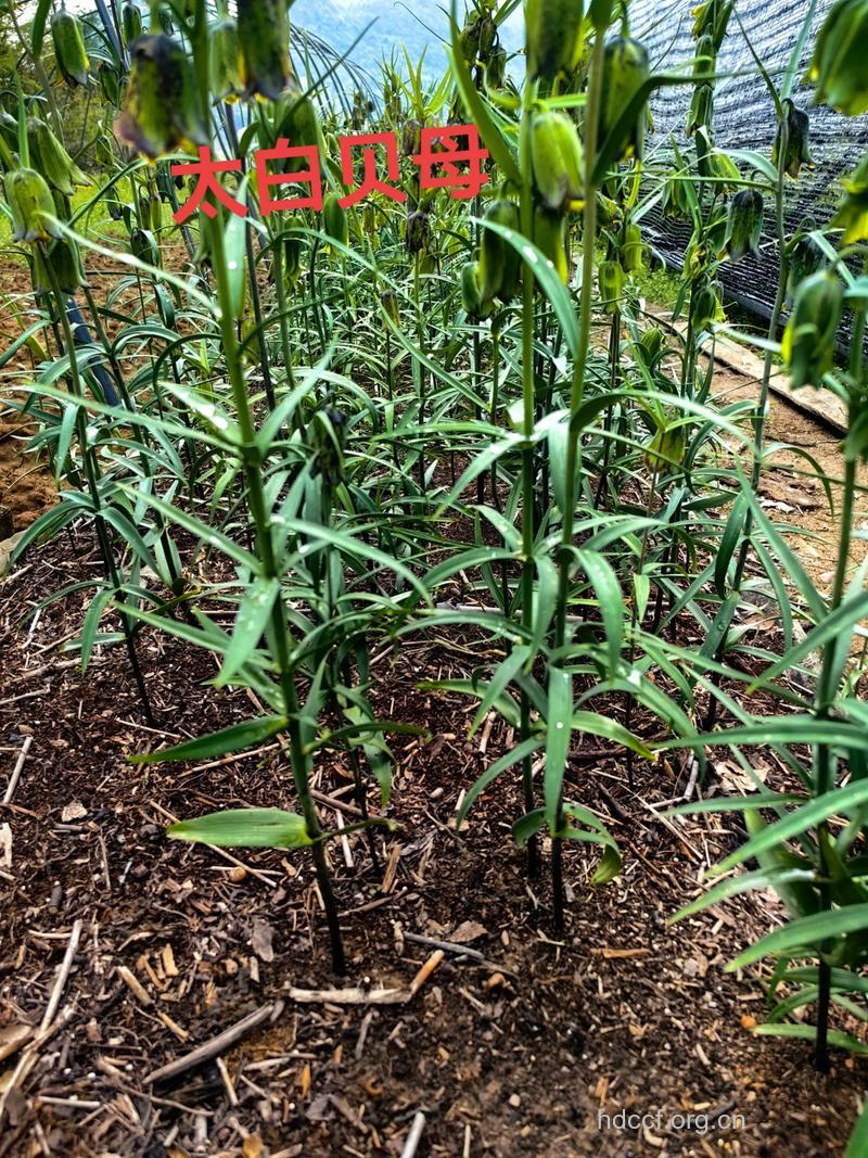 太白贝母的功效与作用