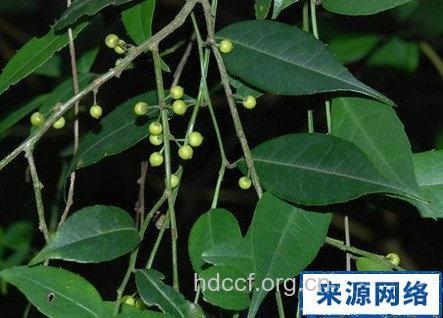 亮叶冬青根的功效与作用