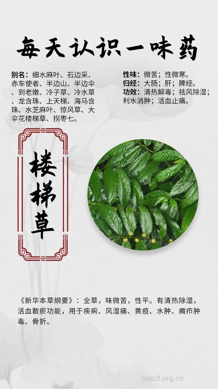 楼梯草根的功效与作用