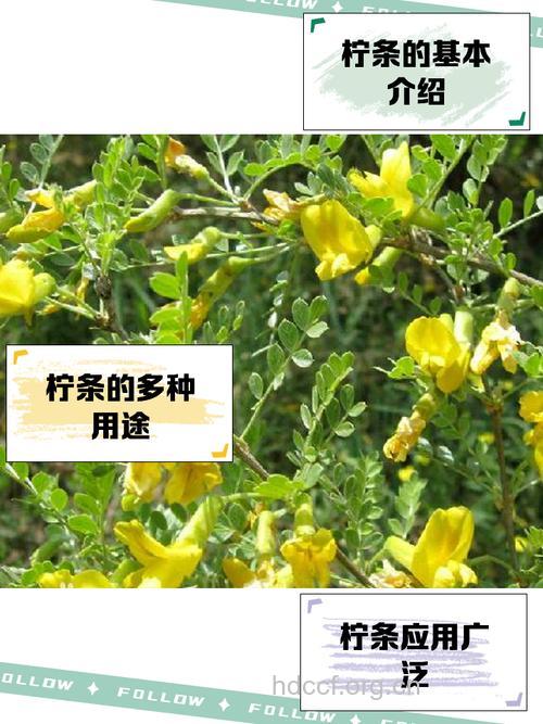 柠条子的功效与作用