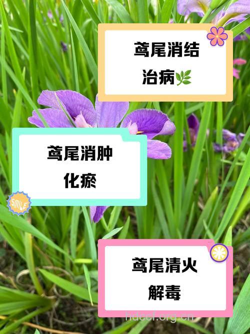 青海鸢尾子的功效与作用
